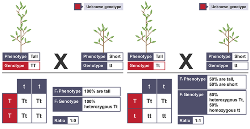 <p>used to find the genotype by crossing with homozygous recessive and observing offspring</p>