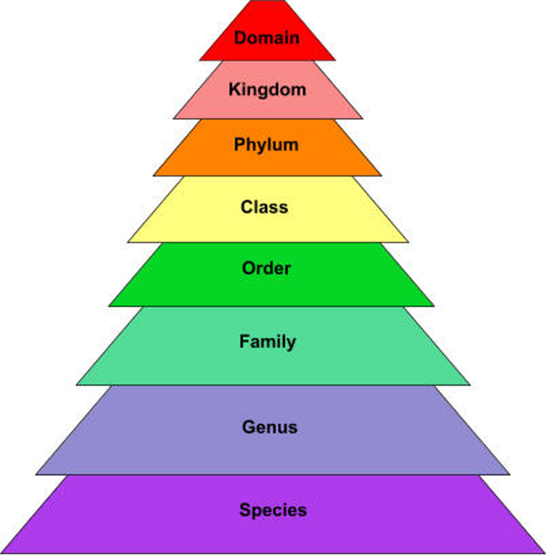 <p>The classification of organisms based on their relatedness. </p><p><span>A. Classification by Nomenclature: Taxa: Domain, kingdom, phylum, class, order, <strong>family,</strong> tribe, <strong>genus (organisms’ first name capitalized and <em>italicized, e.g., Staphylococcus</em>), species (last name, e.g., aureus)</strong>, serological groups, strain. </span></p><p><span>B. Classification by Cellular Type: Eukaryotic (fungi), Prokaryotic (bacteria), Archaeobacteria (halophiles)</span></p><p><span>C. Classification by Cell Wall Characteristics: Gram-positive (purple), Gram-negative (pink)</span></p><p style="text-align: left;"><span>D. Classification by DNA/RNA Relatedness</span></p><p></p>