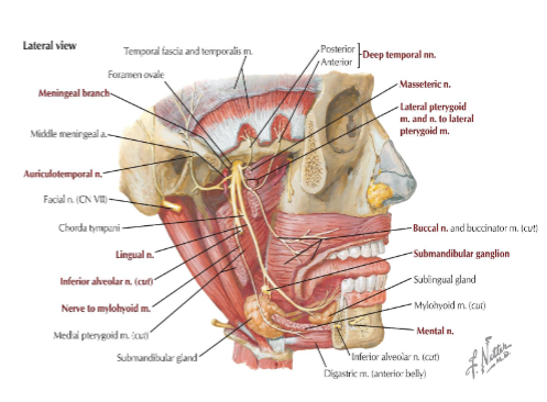<p>Meningeal branch: sensory to meninges, travels with middle meningeal artery</p><p>Nerve to medial pterygoid: motor to medial pterygoid</p>