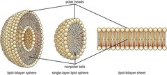 <p>They form a bilayer with hydrophilic heads facing outwards and hydrophobic tails facing inwards.</p>