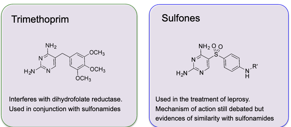 <p>Main antimicrobial agents that interfere with CoF synthesis → antimetabolites</p><ul><li><p>trimethoprim → Interferes with dihydrofolate reductase. Used in conjunction with sulfonamides</p></li><li><p>sulfones → Used in the treatment of leprosy.Mechanism of action still debated but, evidences of similarity with sulfonamides</p></li></ul><p></p>