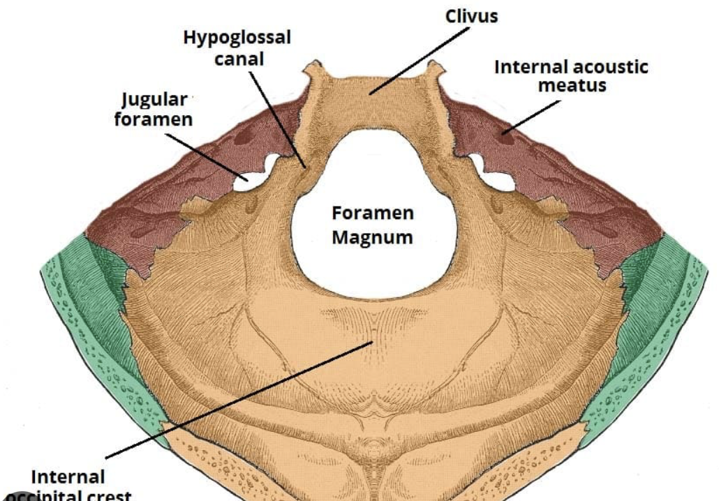 <p>Opening through which blood vessels, nerves or ligament pass </p><ul><li><p>think foramen as standard, usually circular, hole drilled straight though a bone </p></li></ul><p></p>