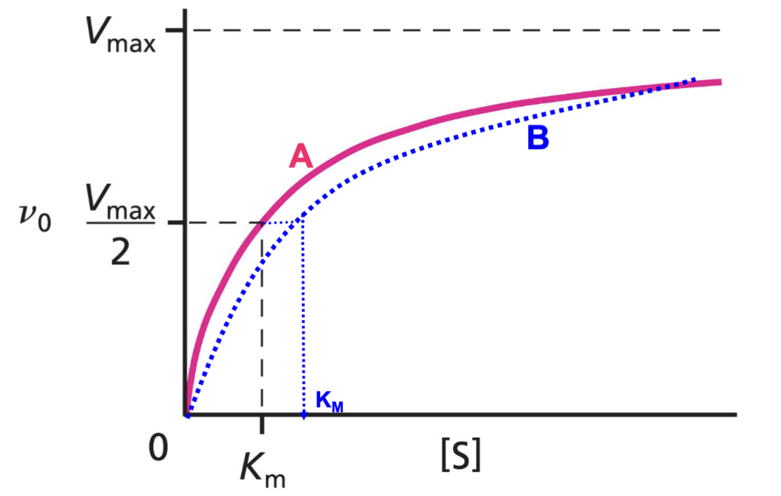 <p>The graph is hyperbolic, with a midpoint at K<sub>m</sub>. V<sub>max</sub> is at the theoretical 100% plateau point of the graph, but the curve does not reach this point because equilibrium reactions are constantly going backwards.</p>