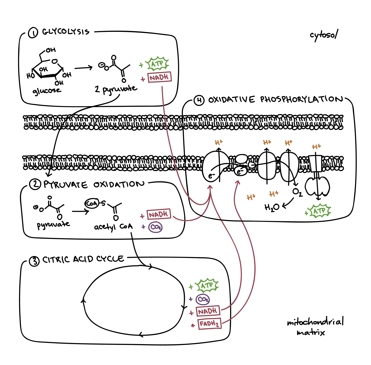 <p></p><ul><li><p>Glycolysis = Cytosol (Gluc => pryvuate, NAD+ => NADH)</p></li><li><p>this pyruvate must then be shuttled into the Mitochondrial Matrix, crossing 2x memrbanes (inner & outer) via a specific transporter</p></li><li><p>Pyruvate Oxidation = Mitochondrial Matrix (Pyruvate => Acetyl CoA + CO2)</p></li><li><p>co-localised to the location of the TCA cycle, to incr effieicny & regulate Acetyl CoA to be used in Respiration rather than for alternate pathways (not effieicntly able to breakdown glucose fully if it goes on to do another process)</p></li><li><p>TCA cycle = Mitochondrial matrix (=> 3NADH + 1FADH2)</p></li><li><p>e carriers produced here, move e towardds the e transport chain (e cant just move around in solution. reactive. and they wouldnt do so in a controlled way. to maintain this - e carriers are used which can be regulated)</p></li><li><p>Electron Transport Chain = Inner Mitochondrial Membrane embedded proteins (=> 36-38ATP + H2O)</p></li></ul><p></p>