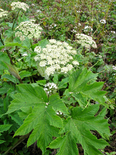 <ul><li><p>Huge lobed leaves</p></li><li><p>Tall hollow hairy stems</p></li><li><p>Massive white umbrella flower clusters in summer</p></li><li><p>Coarse celery-like smell</p></li><li><p>Moist meadows, riversides & roadsides</p></li><li><p>Sap can cause severe sun burns/blisters</p></li></ul><p></p>
