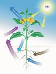 <p>Organisms that get energy by making their own food</p>