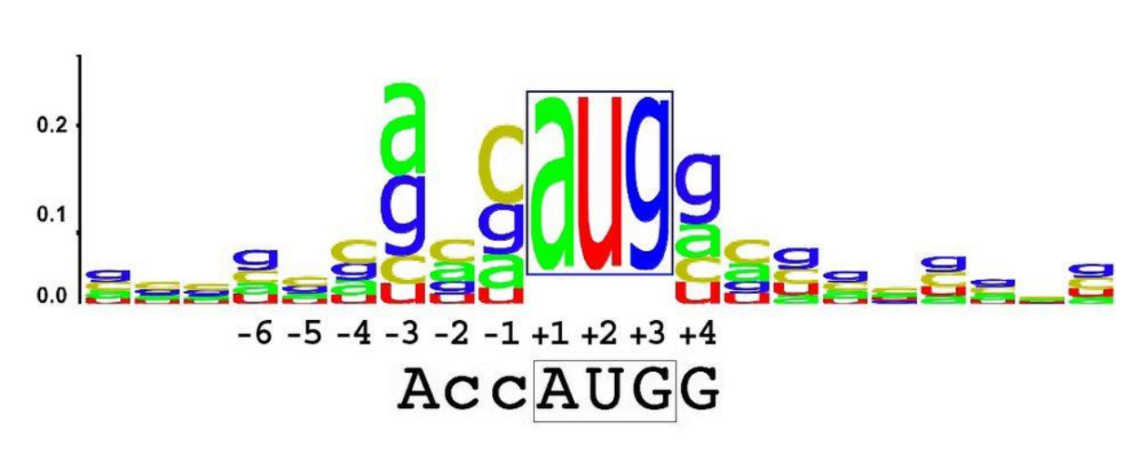 <ul><li><p>Kozak sequence is a conserved motif and a consensus sequence that surrounds the AUG start codon in eukaryotic mRNAs </p></li><li><p>it helps the scanning ribosome recognize the correct initiation site</p></li><li><p>in contrast, the Shine-Dalgarno sequence in prokaryotes is located upstream of the start codon and base-pairs with 16S rRNA to place AUG on the P site</p></li><li><p>the Kozak sequence typically contains a purine (A/G) in position -3 and a G in +4</p></li></ul><p></p>