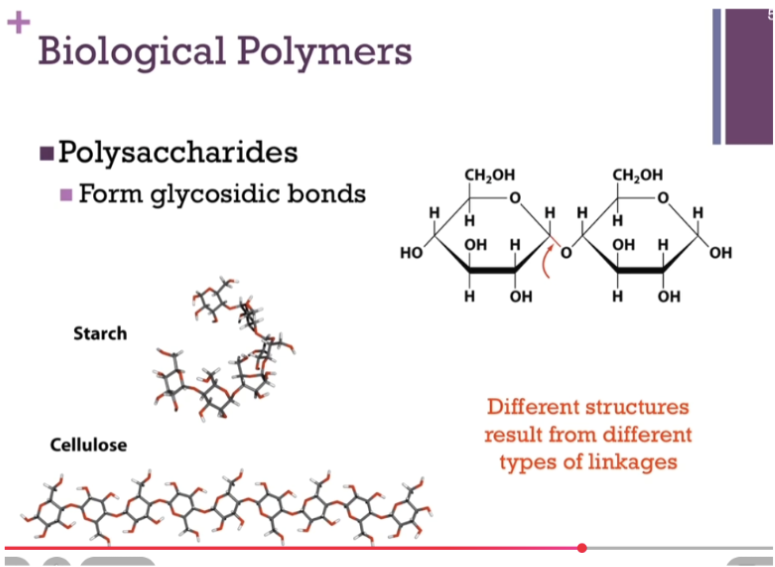 <p><span style="background-color: transparent;"><strong>glycosidic </strong>bond!!</span></p>