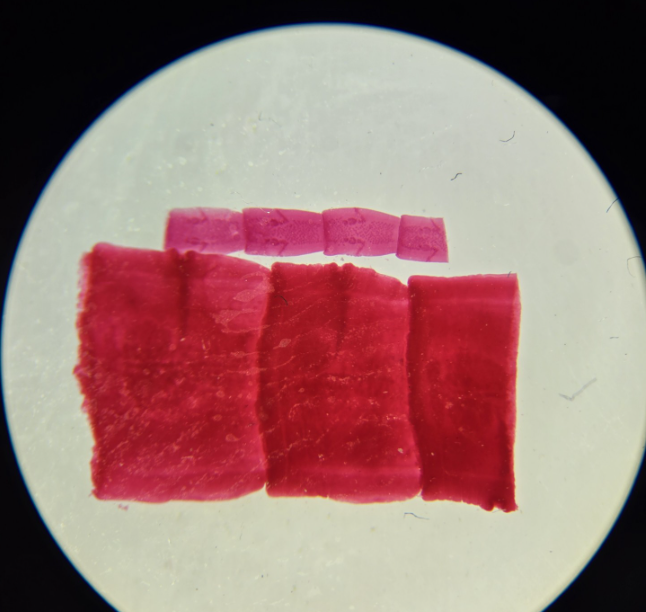 <ul><li><p>Label<strong> scolex</strong> (hooks/suckers), <strong>proglottids, reproductive organs</strong></p></li><li><p>Parasitic; absorbs nutrients through body surface</p></li></ul><p></p>