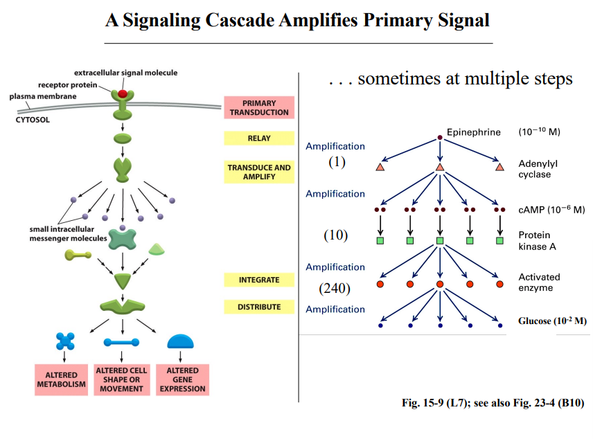 <p><span style="background-color: transparent;"><strong>Signal Amplification</strong></span></p>