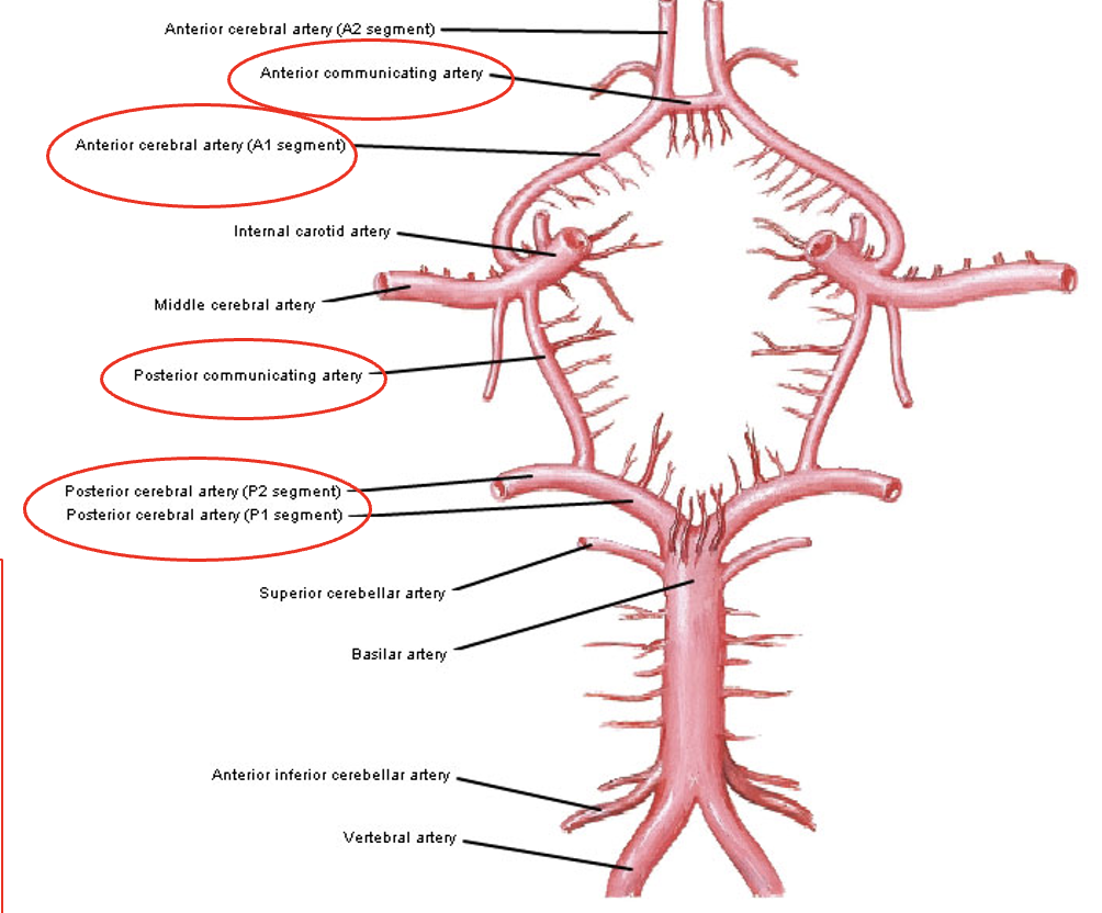 <p>Posterior communicating artery</p>