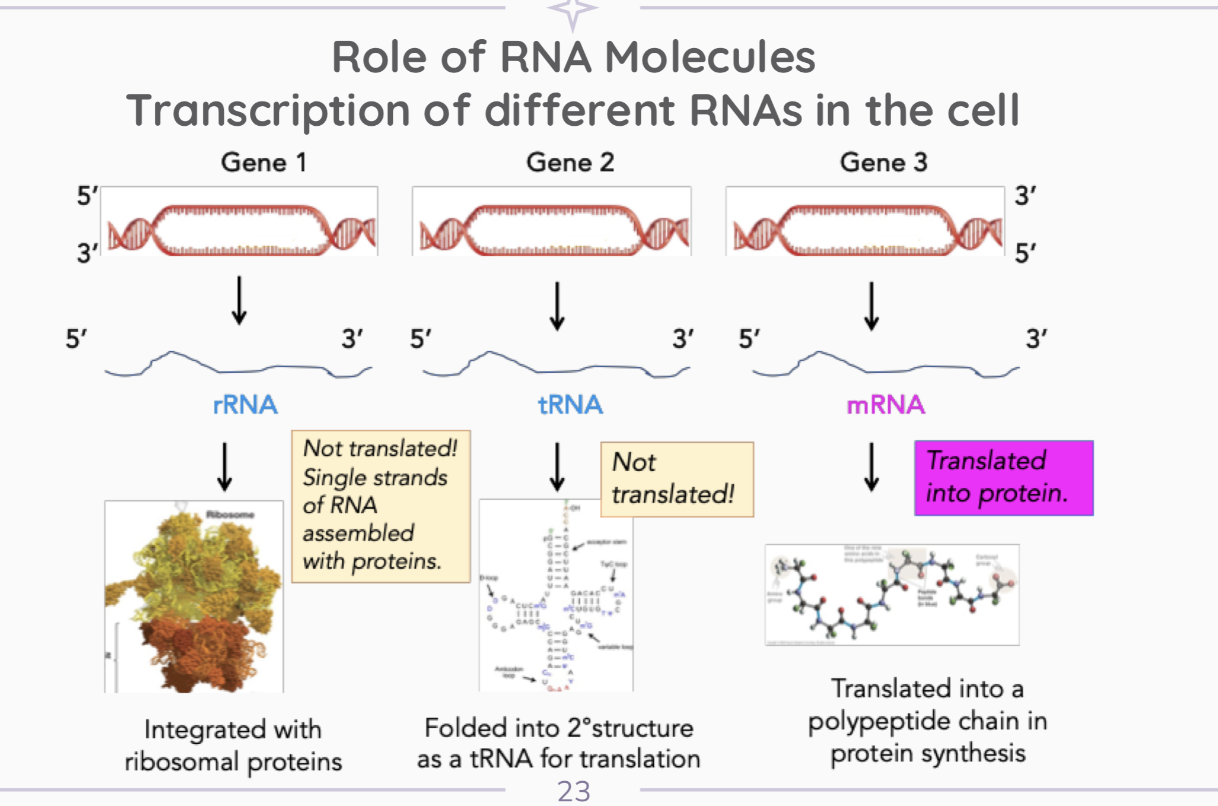 <p>Transcription of different RNAs in the cell. </p>