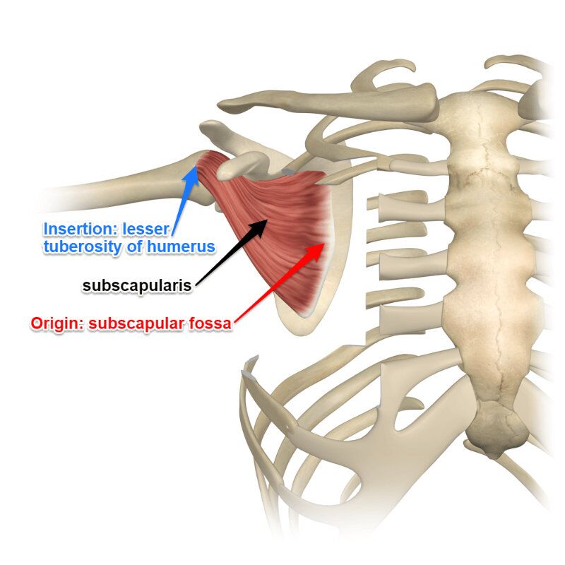 <p>O: subscapular fossa </p><p>I: lesser tubercle of the humerus </p><p>A: internally rotate the shoulder </p><p>N: upper and lower subscapular nerves </p>