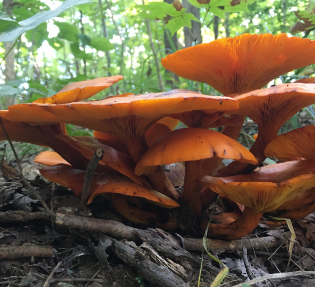 <p>Omphalotus illudens</p><p>Saprophyte</p>