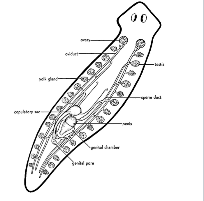 <p>hermaphroditic </p>