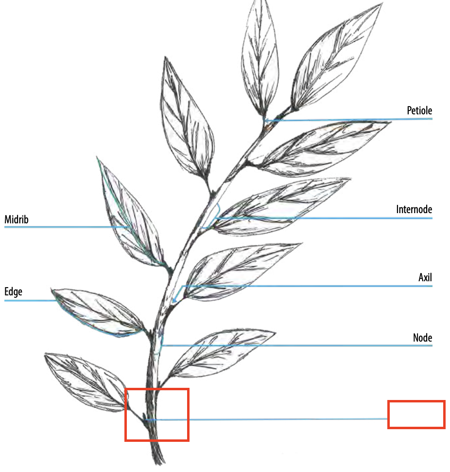 <ul><li><p>Appendage at the base of the leaf, which may be leaf-like, spines, or reduced/absent</p></li></ul><p></p>