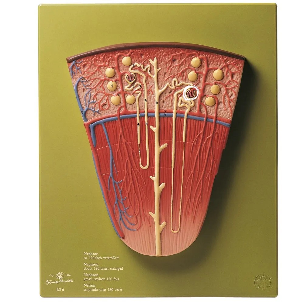 <p>What surrounds this structure?</p>