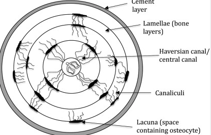 <p>Central Canal (Haversian Canal)</p>