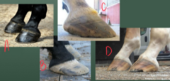 <p>Which horse does NOT look like it is due for a trim?</p>