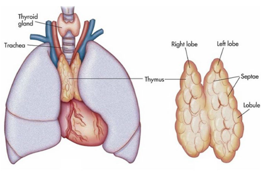<ul><li><p>Located in the upper chest in front of the ascending aorta and behind the sternum</p></li><li><p><span style="color: rgb(136, 237, 127);"><strong>Active during childhood and adolescence</strong></span>; gradually shrinks in adults</p></li><li><p>T lymphocytes “mature” in the thymus after produced in the bone marrow </p><ul><li><p>The thymus “teaches” the T cells how to recognize self vs. non-self antigens</p></li></ul></li></ul><p></p>