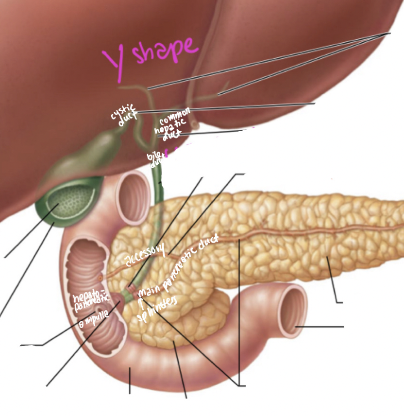 <p>hepatopancreatic ampulla</p>