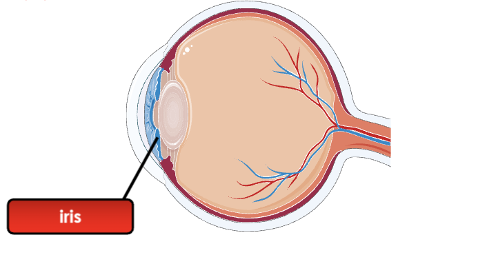 <p>Coloured part of the eye that controls the size of pupil</p><p></p>