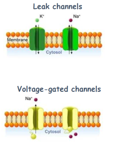 <ul><li><p>Selective for certain ions </p></li><li><p>Passive transport, <strong>no ATP needed</strong></p></li><li><p>Ions move down <strong>a concentration gradient </strong></p></li><li><p><strong>Fast</strong></p></li></ul><p></p><p>Leak channels: always open </p><ul><li><p>K+ leak channels </p></li><li><p>Na+ leak channels </p></li></ul><p></p><p>Voltage-gated channel: opens with change in the membrane potential (electrical difference across the membrane) </p><ul><li><p>Voltage-gated Na+ channel </p></li><li><p>Voltage-gated K+ channel</p></li></ul><p></p>