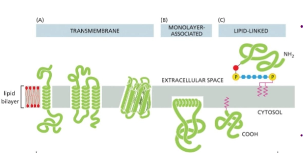 <p>membrane proteins that insert in some way into the lipid bilayer</p><ul><li><p>transmembrane - pass through entire membrane</p></li><li><p>monolayer associated</p></li><li><p>lipid-linked</p></li></ul><p></p>