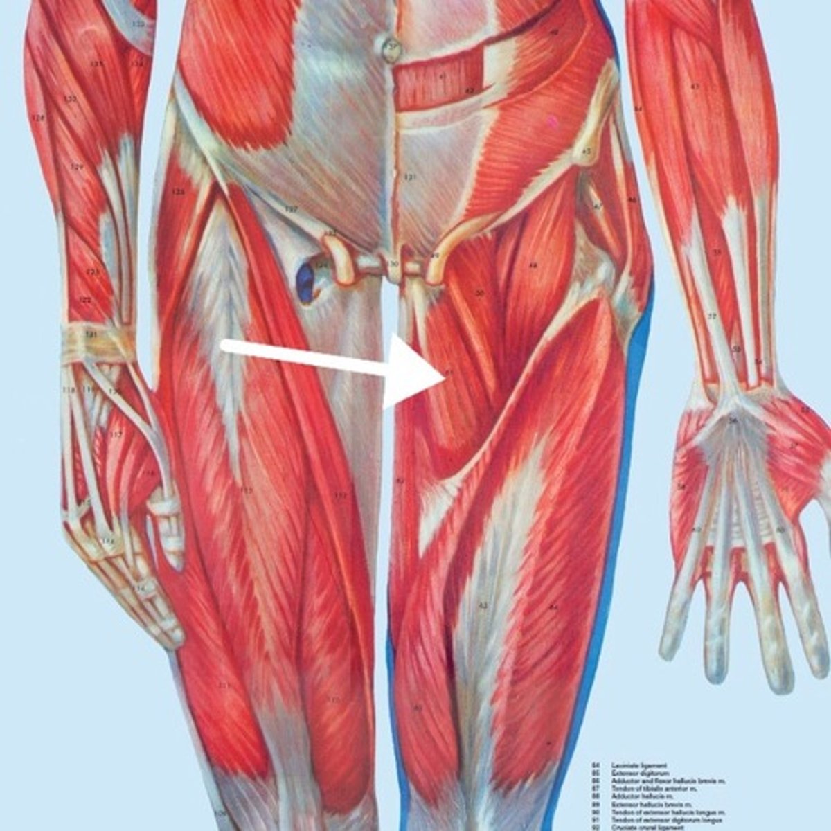 <p>What is this muscle?</p>