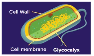 <p>what is the cell envelope composed of?</p>