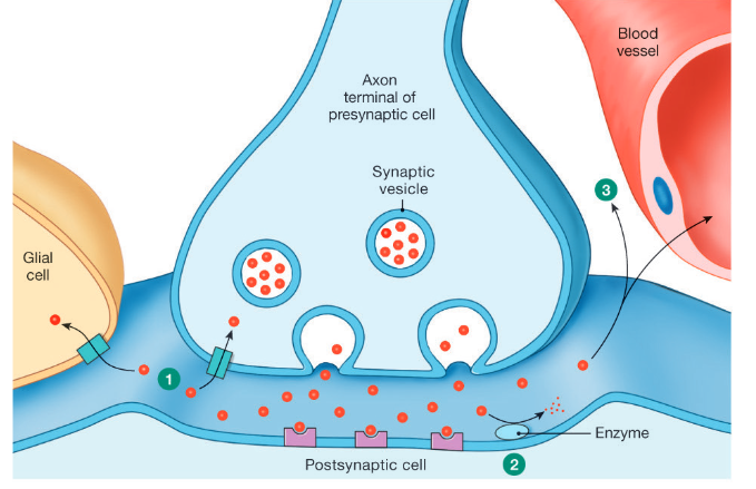 <p>Termination of Neurocrine action</p>