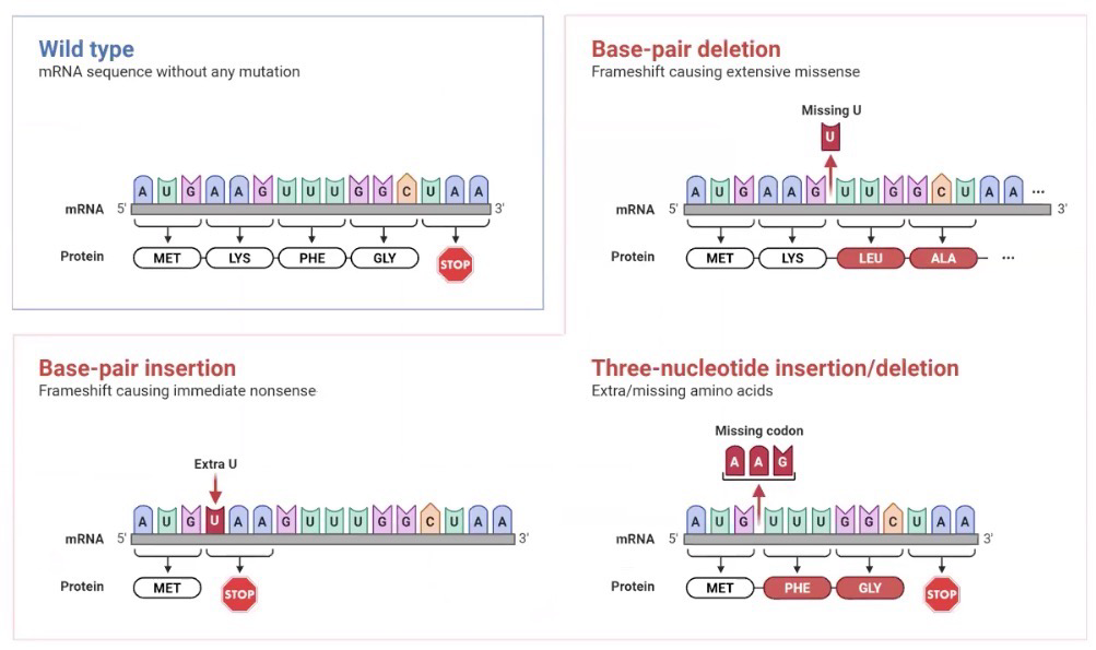 <p>Can cause <strong>frameshift</strong> <strong>mutation</strong>: Insertion/deletion that is not a multiple of 3 bases; Often leads to an early <strong>stop</strong> <strong>codon</strong>; mutations that affect <strong>RNA</strong> <strong>splicing</strong> often generate frameshift</p><p><strong>In-frame insertion/deletion</strong>: Addition/removal of multiple of three; typically doesn’t negatively affect protein since it’s just one AA</p><ul><li><p>Not always the case though; Ex, In-frame deletion of UUC (phe) codon in CFTR is most common <strong>cystic</strong> <strong>fibrosis</strong> mutation</p></li></ul><p></p>