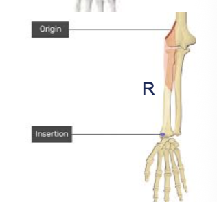 <p>What is the muscle?</p>
