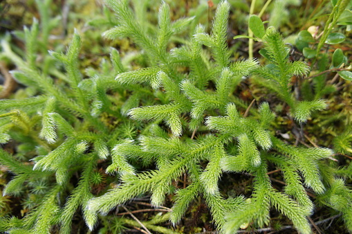 <p>Mattlummer - Lycopodium clavatum</p>