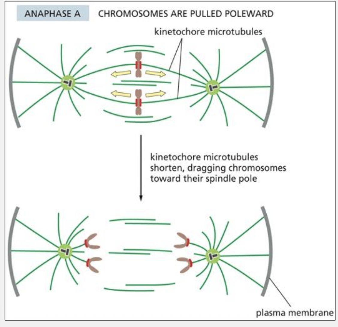 <p>What forces drive Anaphase A?</p>