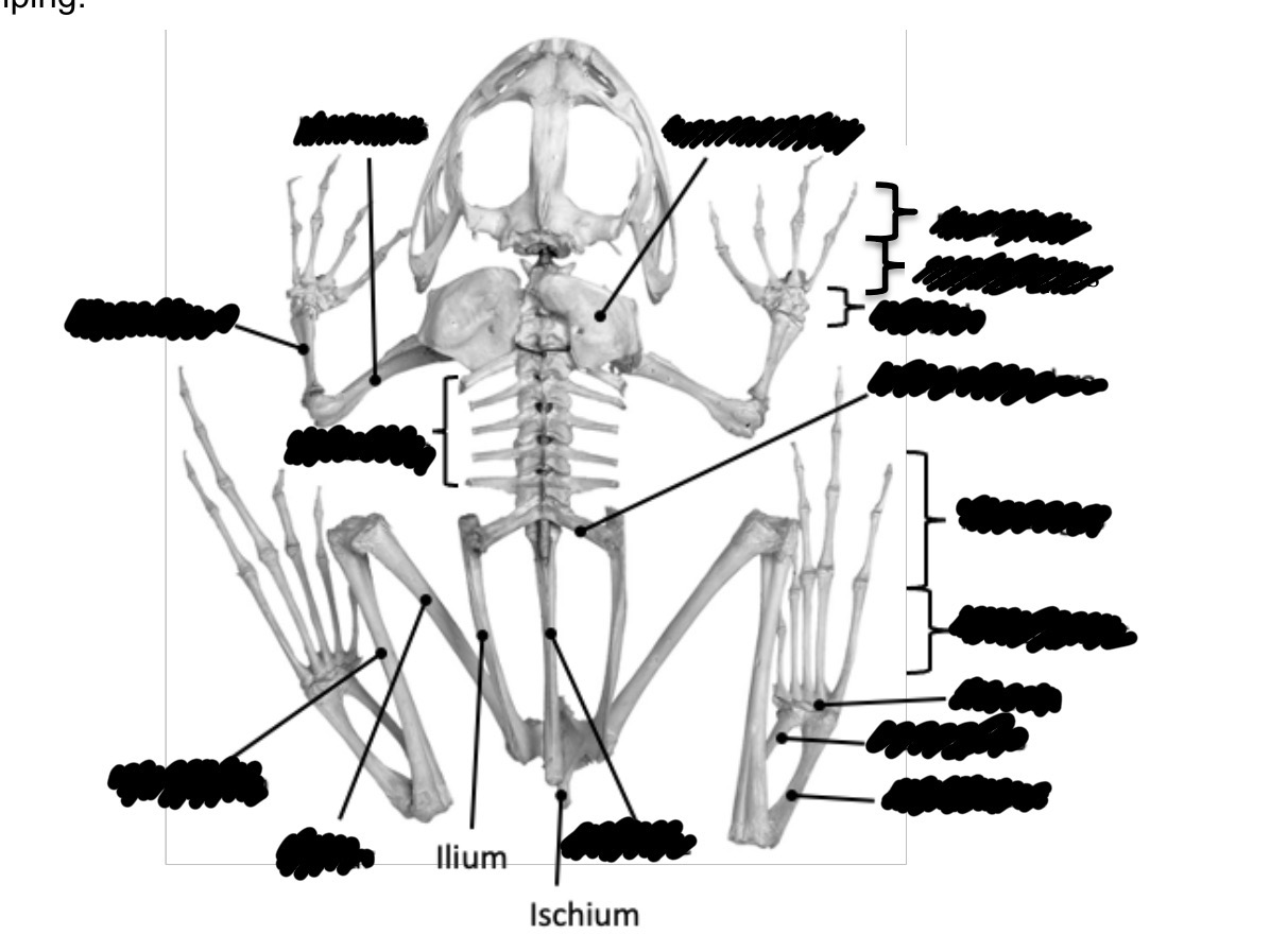 <p>What are the different bone structures of the frog? Label the image</p>