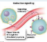 <p>-Signaling Type</p><p>-Lond Distance</p><p>-Ligand Travels Through The Blood</p>