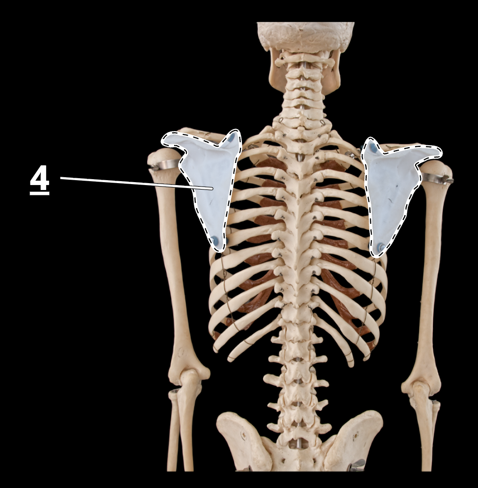 <p>4</p>