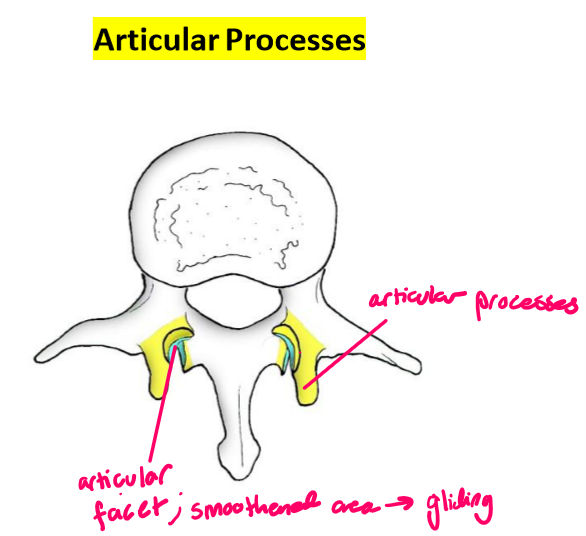 <ul><li><p>Project superiorly & inferiorly → superior & inferior articulations</p><ul><li><p>Project with <strong>articular facets </strong>(cyan): smoothened areas which allow for gliding movements</p><ul><li><p>The directions facets are facing guides the movements that different regions of the vertebral column can achieve</p></li></ul></li></ul></li><li><p>Controls direction & extent of movement (unlike the vertebral body)</p></li></ul><p></p>