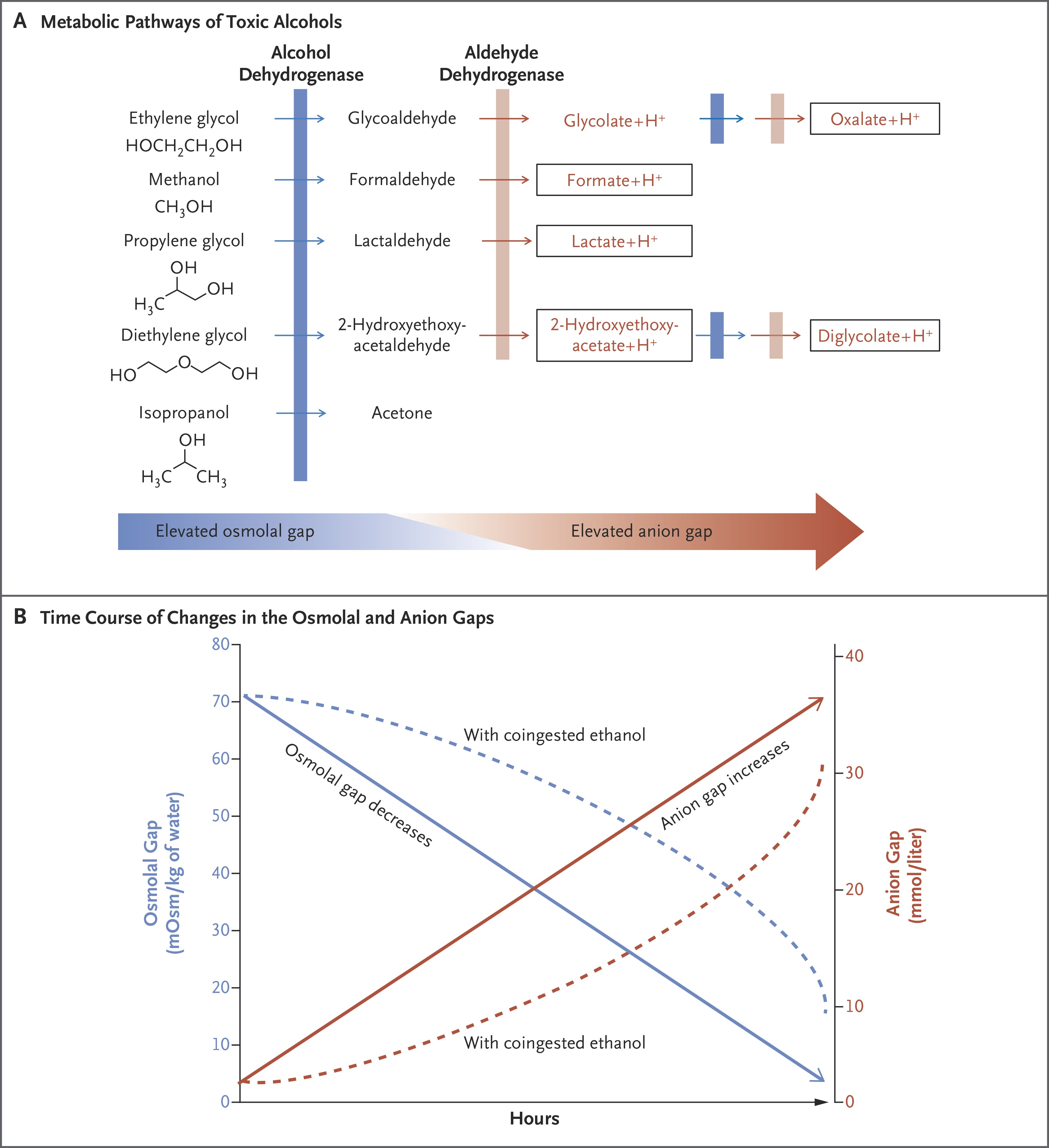 <p>Answer: Early after ingestion, much of the parent alcohol remains: it adds unmeasured osmoles and raises the osmolar gap. As alcohol dehydrogenase converts it into acidic metabolites, the parent osmolar contribution decreases while the anion gap rises.</p>
<p>Extra Information:</p>
<ul>
<li>Neither a normal osmolar gap nor the absence of a massive gap safely excludes a late presentation.</li>
</ul>
<p>Source: B7LG2 slides 10, 12, 14, 30, 32</p>