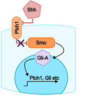 <p><span>Shh relieves the Ptch1 inhibition of Smoothened preventing Gli activators being processed into repressors</span></p>