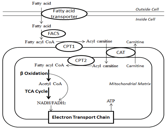 <p>what is beta oxidation </p>