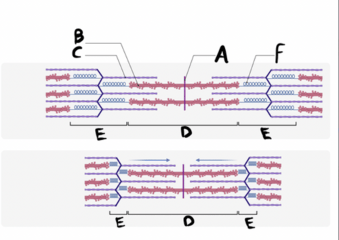 <p>What is the name of the structure indicated by D?</p>