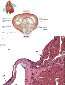 <ul><li><p>Made of up dense connective tissue</p></li><li><p>Separates atria from ventricles</p></li><li><p>Also found at bases of pulmonary trunk and aorta</p><ul><li><p>Provides attachment site for cardiac muscle</p></li><li><p>Prevents transmission of impulses from atria to ventricles</p><ul><li><p>EXCEPT via the AV node</p></li></ul></li></ul></li></ul><p></p>