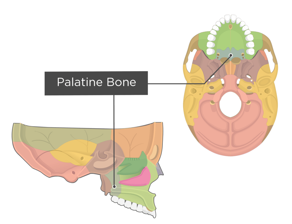 <p>Palatine bones (2)</p>