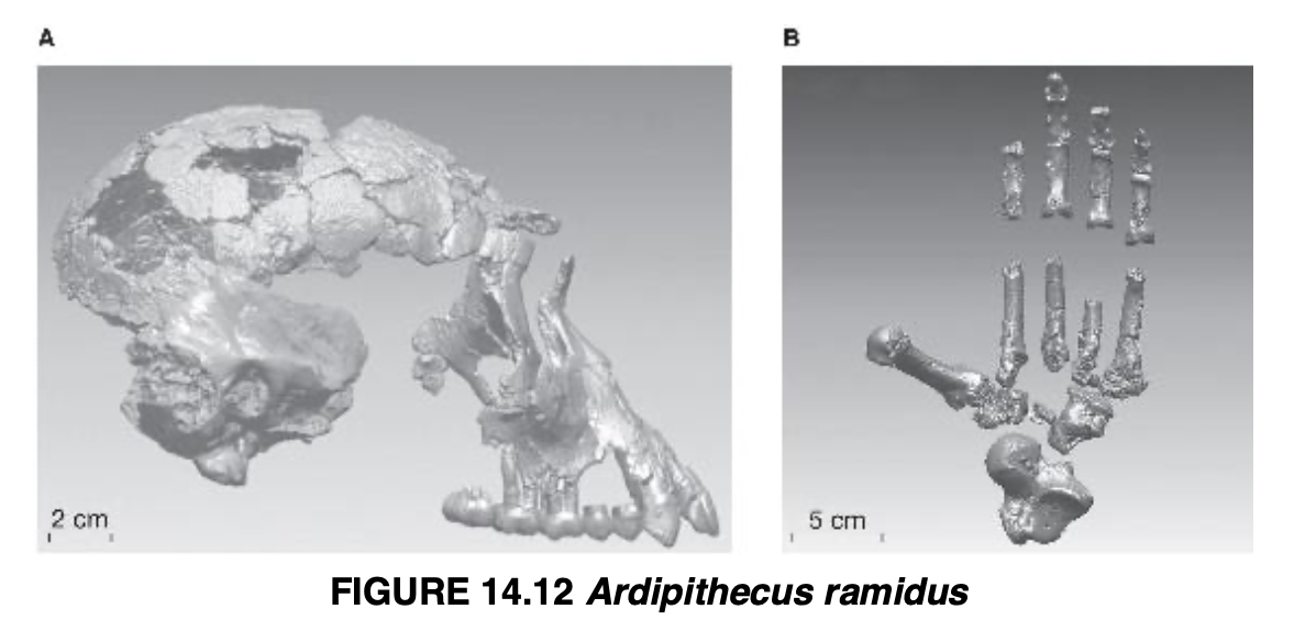 <p>Ardipithecus ramidus</p>