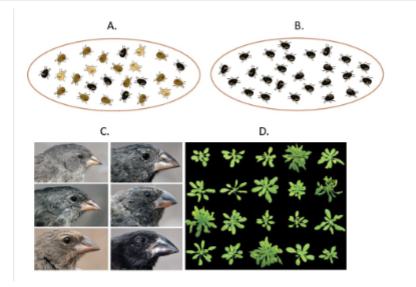 <p>in which of these four populations could natural selection NOT operate in and why?</p>
