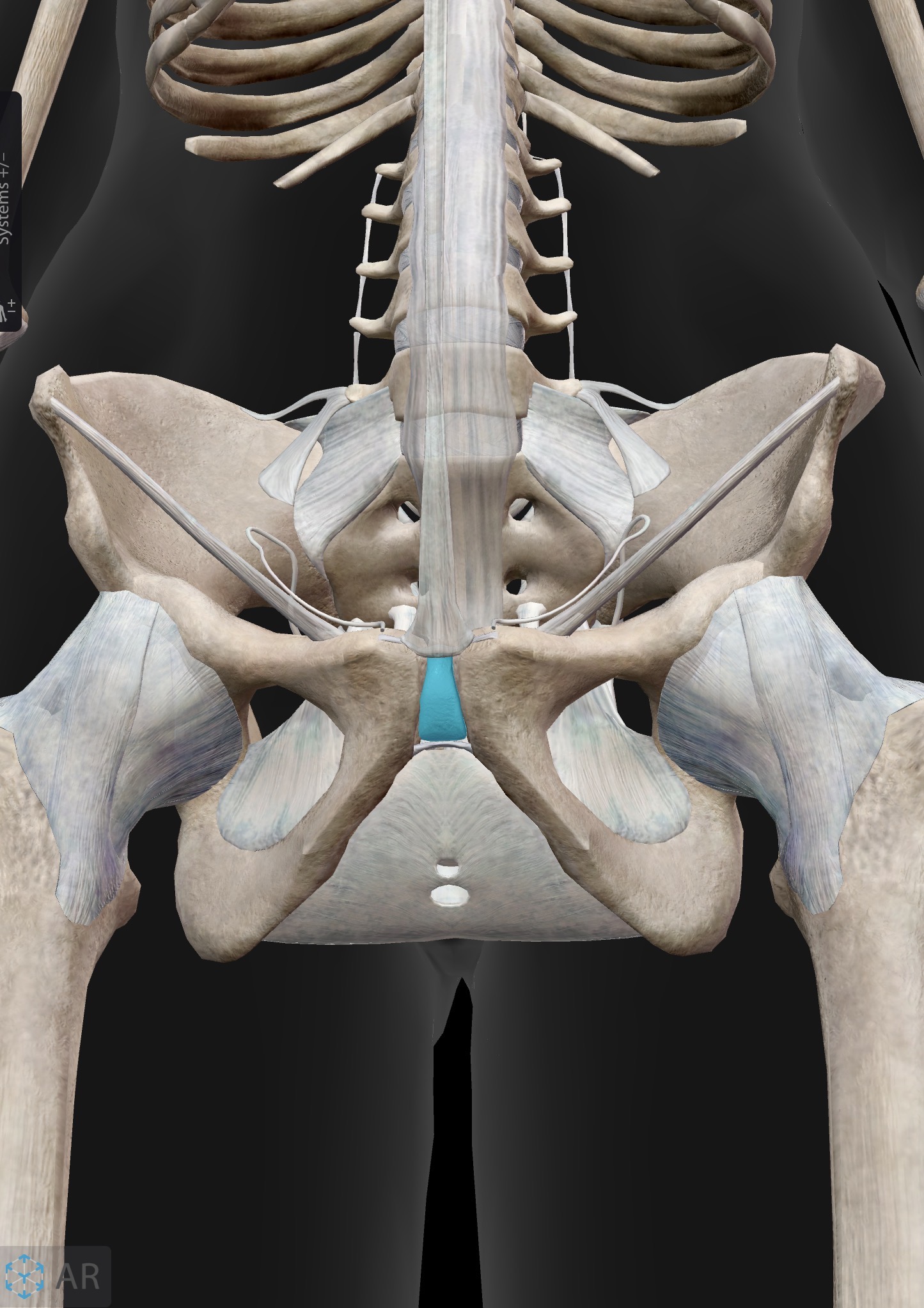 <p>Pubic symphysis</p><p>Pubic bones and fibrocartilage </p><p>Cartilaginous; symphysis</p><p>Amphiarthrotic; slight movement </p>