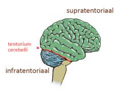 <ul><li><p>Dubbelblad van dura </p></li><li><p>Scheidt cerebrum en cerebellum</p></li></ul><p></p>
