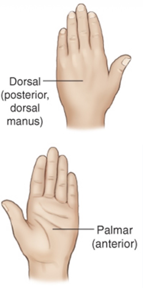 <ol><li><p>dorsal is the top of the hand</p></li><li><p>palmar is the palm of the hand</p></li></ol><p></p>